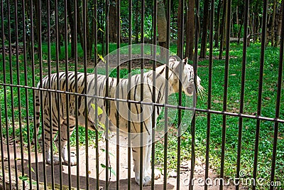 White Tiger Stock Photo