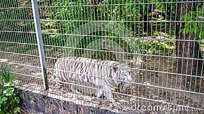 White tigers in a cage Stock Photo