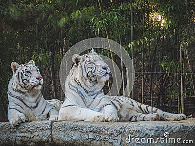 White Tigers looking away in the forest Stock Photo