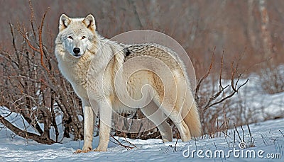 White timber wolf,digital oil painting,Generated AI Stock Photo