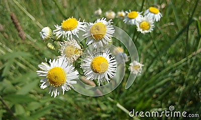 White tiny daisies Stock Photo