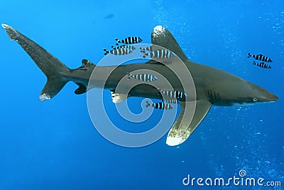 White tip oceanic shark Stock Photo