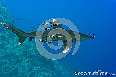 White tip oceanic shark Stock Photo