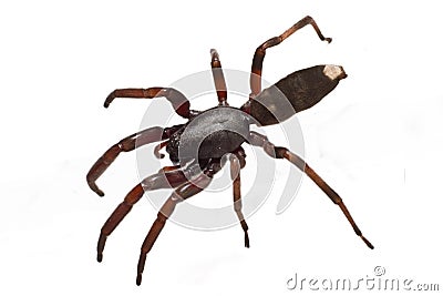 White tip spider Stock Photo