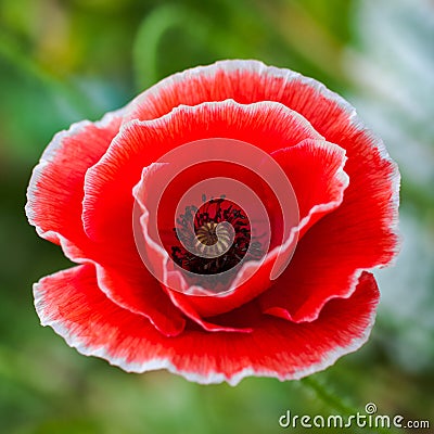 White tipped poppy flower head closeup square compoisition Stock Photo