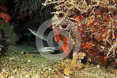 White Tipped Reef Shark Stock Photo