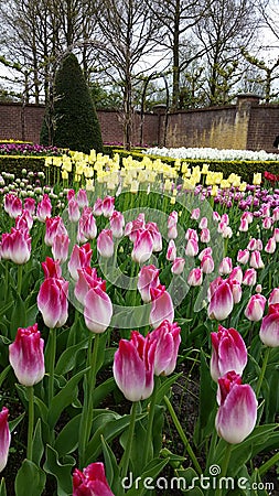 White to pink flaming tulips and yellow tulips Stock Photo