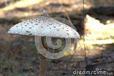 White toadstool on blurred background, selective focus, front view Stock Photo