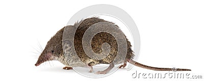 White-toothed shrew, isolated Stock Photo