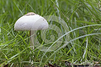 White Toxic mushrooms (Poisonous mushroom), mushroom toxicity gr Stock Photo