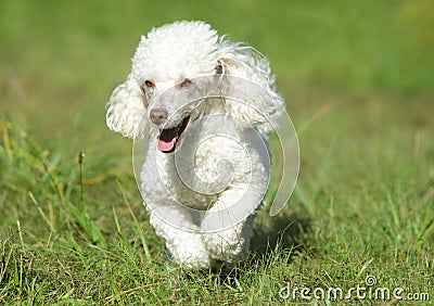 White toy poodle running Stock Photo