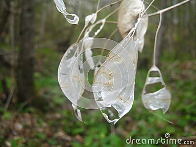 White, transparent leaves, weird shapes and textures. Stock Photo