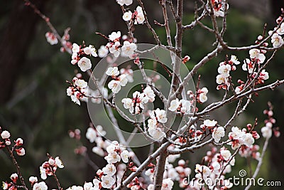 White Tree flowers in Colorado. Stock Photo