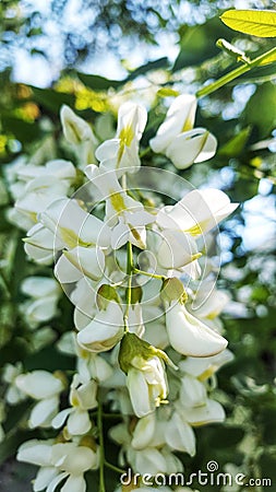 White tree flowers in spring. Stock Photo