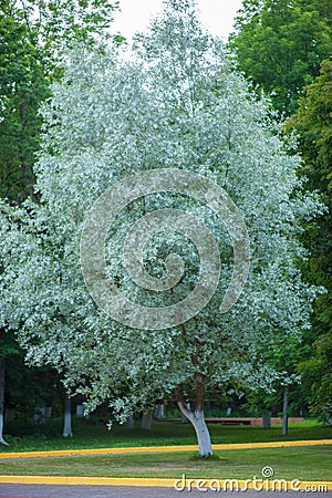 White tree in the forest, albino tree Stock Photo