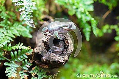 White tree frogs on a branch. Litoria caerulea, genus of tailless amphibians from tree frog family. Stock Photo