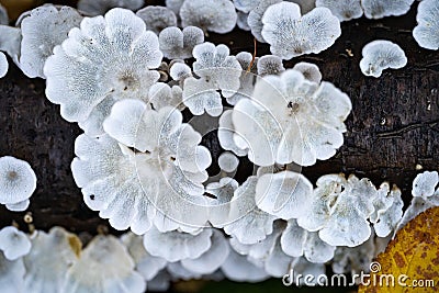 White tree fungi on a dead branch inside the forest Stock Photo