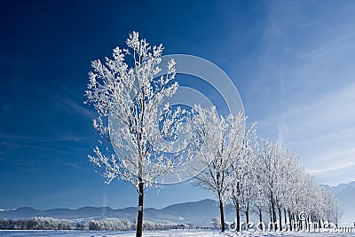 White trees Stock Photo