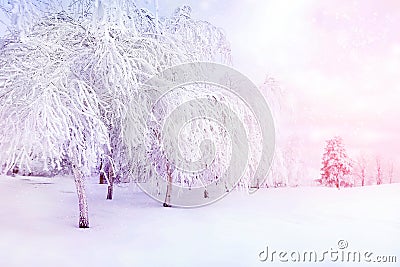 White trees in the snow in the city park. Beautiful winter landscape in pink and blue color. Stock Photo