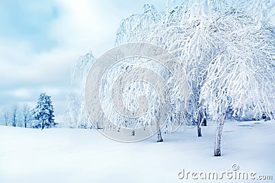 White trees in the snow in the city park. Beautiful winter landscape. Stock Photo