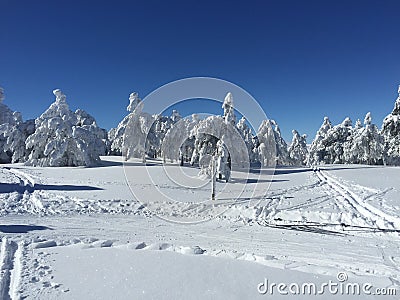 White Trees after snowing Stock Photo