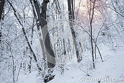 White trees and sunlight in fog. Quiet snowy day on a forest. Calm winter landscape. Stock Photo