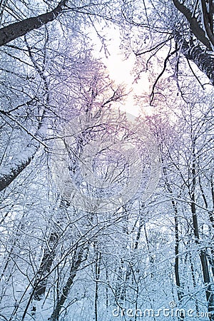 White trees and sunlight in fog. Quiet snowy day on a forest. Calm winter landscape. Stock Photo