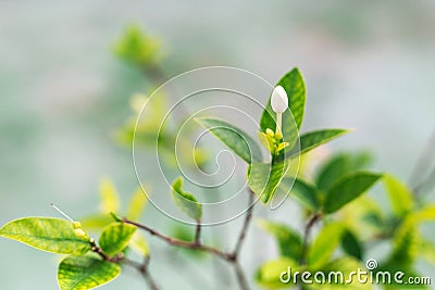White tropical flowers. Nature Background. Selective focus Stock Photo
