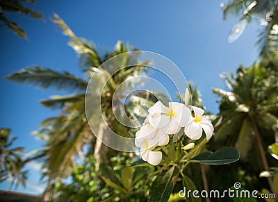 White tropical frangipani flower Stock Photo
