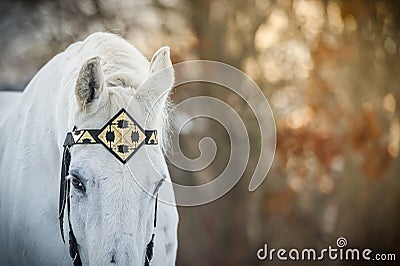 White trotter horse in medieval front bridle-strap outdoor horizontal close up portrait in winter in sunset Stock Photo