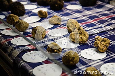 Alba white truffles at the Fiera del Tartufo Stock Photo