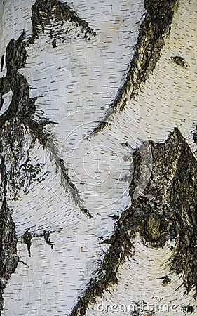 White trunk of birch, with gray stripes. Textures tree. Stock Photo