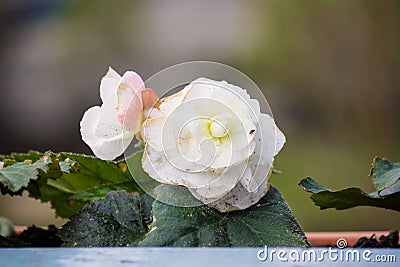 White tuberous begonia Stock Photo