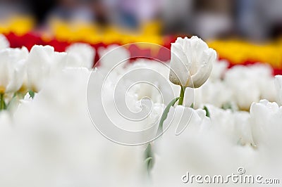 White tulip Stock Photo