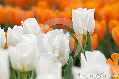 White tulip Stock Photo