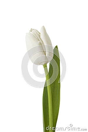 White tulip Stock Photo