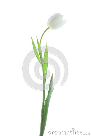 White tulip Stock Photo