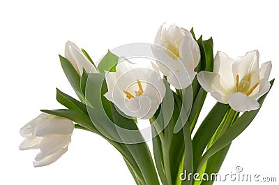 White tulip Stock Photo