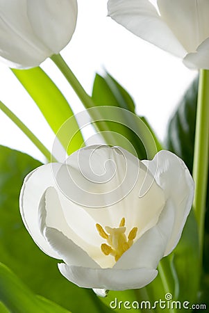 White tulip. Stock Photo