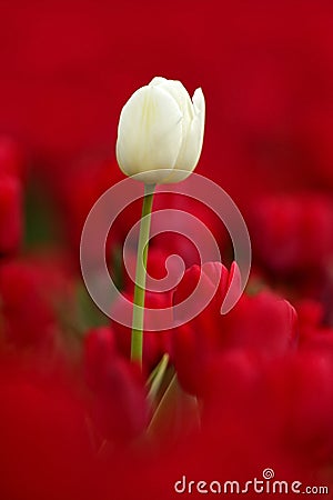 White tulip bloom, red beautiful tulips field in spring time with sunlight, floral background, garden scene, Holland, Netherlands Stock Photo