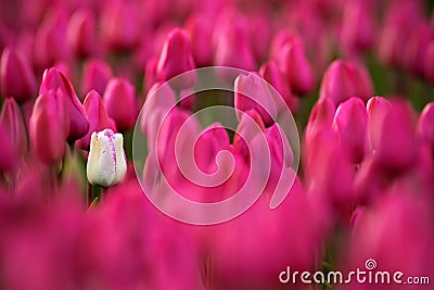 White tulip bloom, Red beautiful tulips field in spring time with sunlight, floral background, garden scene, Holland, Netherlands Stock Photo