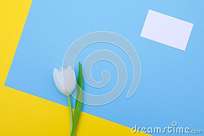 White tulip on blue and yellow background Stock Photo