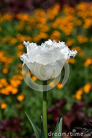 White tulip flower in the garden, springflower in bloom Stock Photo