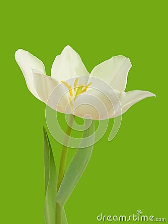 White tulip flower Stock Photo