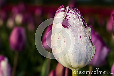 White Tulip Flower with Purple Highlights Stock Photo