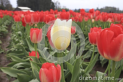 a white tulip growing on a red tulip row. Stock Photo