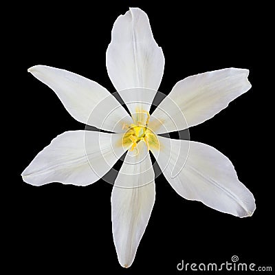 White tulip Stock Photo