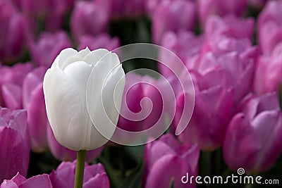 White tulip and pink tulips Stock Photo