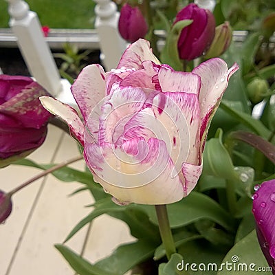 White Tulip Purple Speckle Highlights Stock Photo