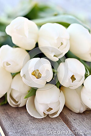 White tulips Stock Photo